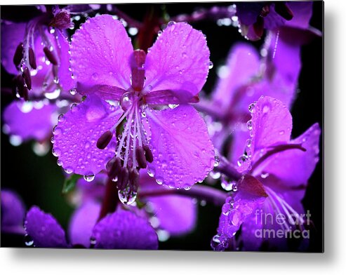 Summer Metal Print featuring the photograph Fireweed with Dew #1 by Thomas R Fletcher