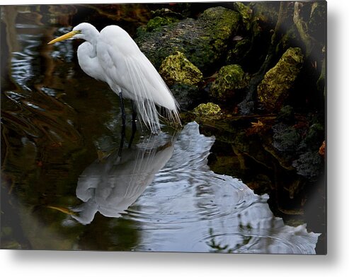 Great Egret Metal Print featuring the photograph Fishing in the Shadows #2 by Judy Wanamaker
