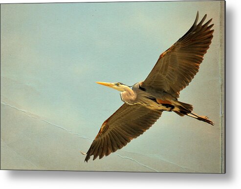 Great Blue Heron Metal Print featuring the photograph Flight Of Fancy #1 by Fraida Gutovich