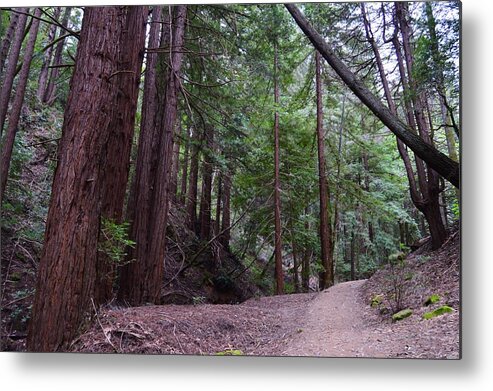 Forest Trail Metal Print featuring the photograph Forest Trail #1 by Warren Thompson