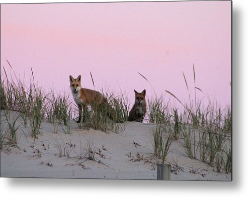 Fox Metal Print featuring the photograph Fox and Vixen #1 by Robert Banach