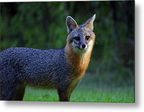 Photograph Metal Print featuring the photograph Fox #1 by Larah McElroy