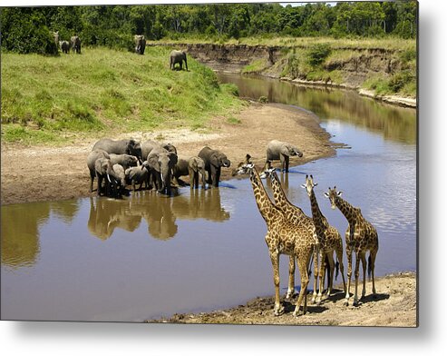 Africa Metal Print featuring the photograph Garden of Eden by Michele Burgess