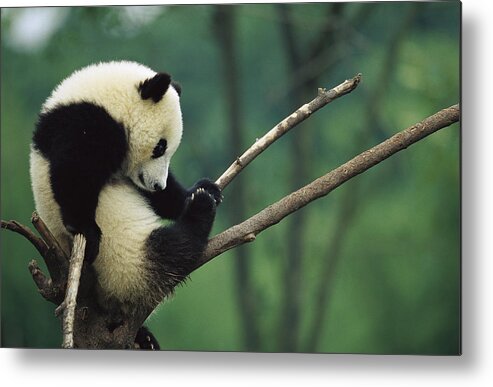 Mp Metal Print featuring the photograph Giant Panda Ailuropoda Melanoleuca Year #1 by Cyril Ruoso