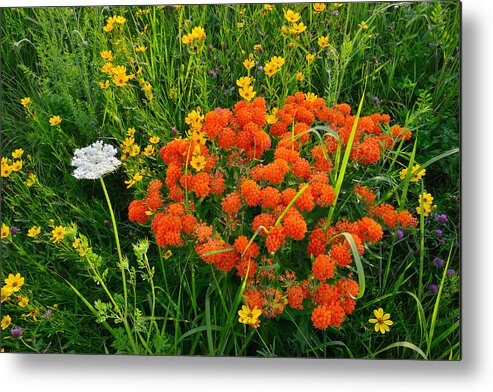 Butterfly Weed Metal Print featuring the photograph Glacial Wildflowers #1 by Ray Mathis