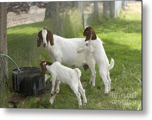 Boer Goat Metal Print featuring the photograph Goat With Kids #1 by Inga Spence