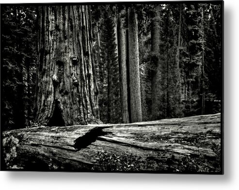 Usa Metal Print featuring the photograph Grant's Grove King's Canyon National Park #1 by Roger Passman