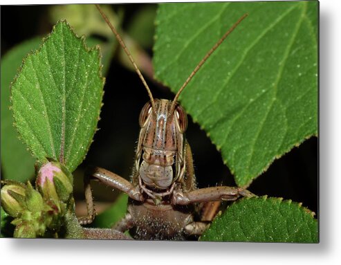 Photograph Metal Print featuring the photograph Grasshopper #1 by Larah McElroy