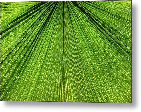 Arecaceae Metal Print featuring the photograph Green Lines #1 by Monika Tymanowska