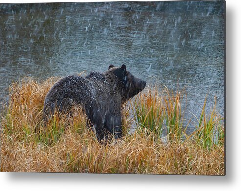 Mark Miller Photos Metal Print featuring the photograph Grizzly in Falling Snow by Mark Miller
