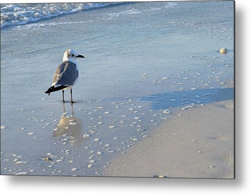 Photograph Metal Print featuring the photograph Gull #1 by Larah McElroy