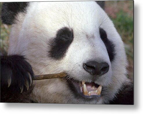 Panda Metal Print featuring the photograph Happiness #1 by Mitch Cat
