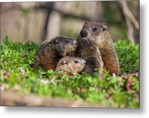 Groundhog Metal Print featuring the photograph Happy Family #2 by Mircea Costina Photography