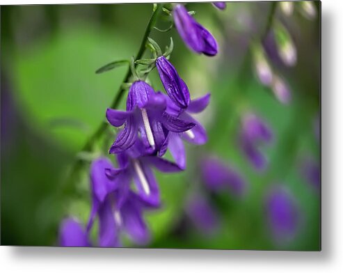 Bellflower Metal Print featuring the photograph Harebells 2n by Leif Sohlman