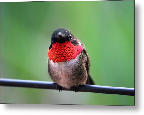 Hummingbird Metal Print featuring the photograph He Entices Her With Rubies #1 by Brook Burling