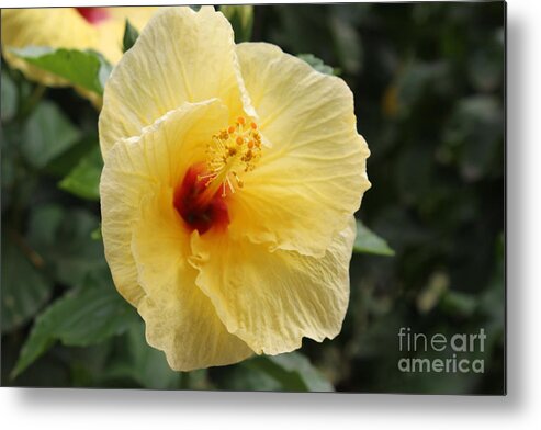 Hawaii State Flower Metal Print featuring the photograph Hibicus #1 by Dick Willis