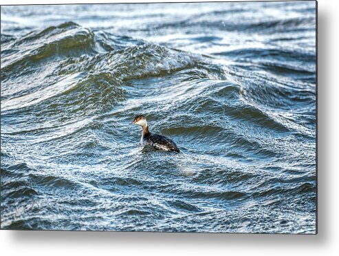 Grebe Metal Print featuring the photograph Horned Grebe swimming in the Chesapeake Bay #1 by Patrick Wolf