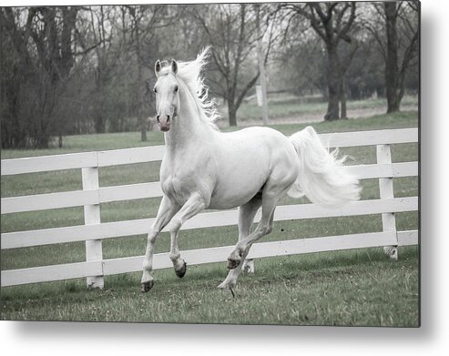  Metal Print featuring the photograph Horse #1 by Tony HUTSON