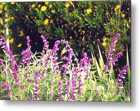 Hummingbird Metal Print featuring the photograph Delicate in flight by Cynthia Marcopulos