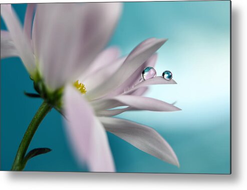 Flower Metal Print featuring the photograph In Turquoise Company by Heidi Westum