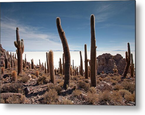 Giant Cacti Metal Print featuring the photograph Incahuasi Island View with Giant Cacti and Salt Lake #1 by Aivar Mikko