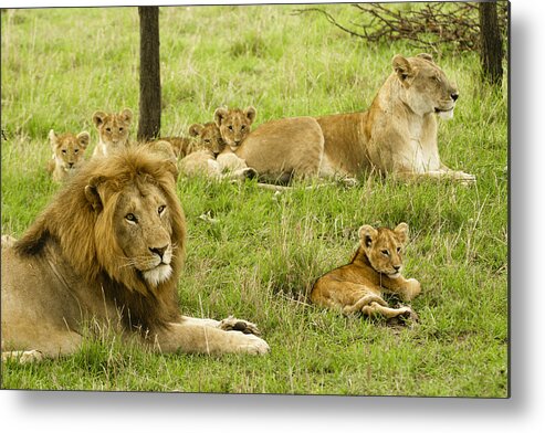 Lion Metal Print featuring the photograph It's All About Family #1 by Michele Burgess