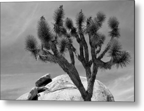 Tree Metal Print featuring the photograph Joshua Tree #1 by Nathan Abbott
