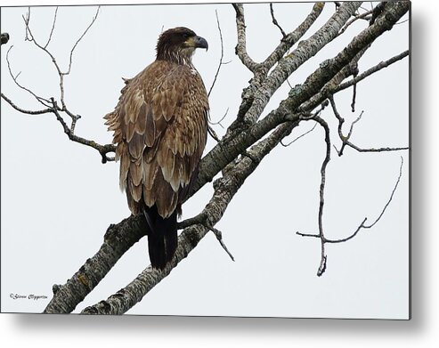 Bird Metal Print featuring the photograph Juvenile Eagle #1 by Steven Clipperton