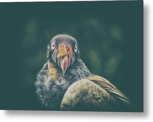 Bird Metal Print featuring the photograph King Vulture #1 by Martin Newman