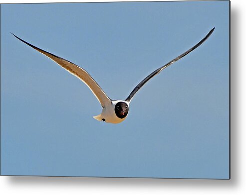 Laughing Gull Metal Print featuring the photograph Laughing Gull #1 by Ken Stampfer