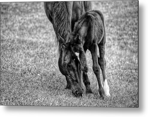 Horse Metal Print featuring the photograph Lean on Me #1 by Joseph Caban