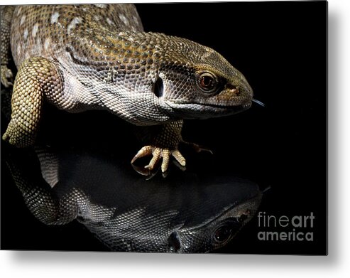 Lizards Metal Print featuring the photograph Lizards #1 by Gunnar Orn Arnason