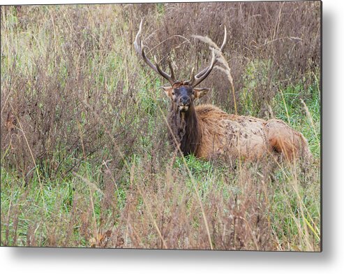 Lone Elk Park Metal Print featuring the photograph Lone Elk by Holly Ross