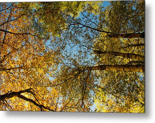 Fall Colors Metal Print featuring the photograph Look up #1 by Kunal Mehra