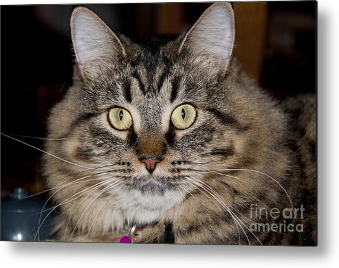 Nature Metal Print featuring the photograph Maine Coon Cat #1 by William H. Mullins