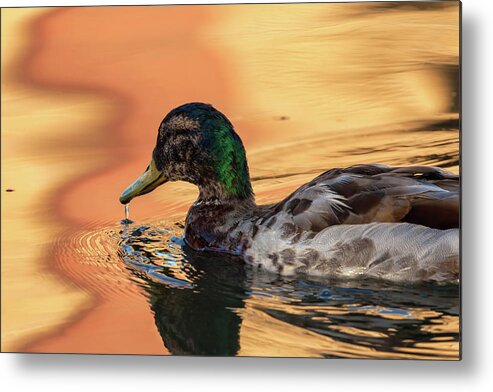 Mallard Duck Metal Print featuring the photograph Searching For Breakfast by Jonathan Nguyen