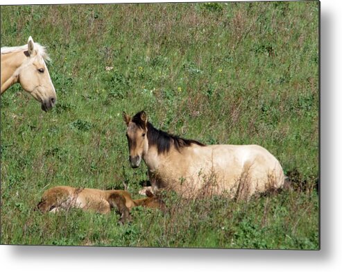 Horse Metal Print featuring the photograph Mare and colt #1 by Jeff Swan