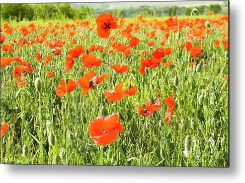 Poppy Metal Print featuring the photograph Meadow with poppies #1 by Irina Afonskaya