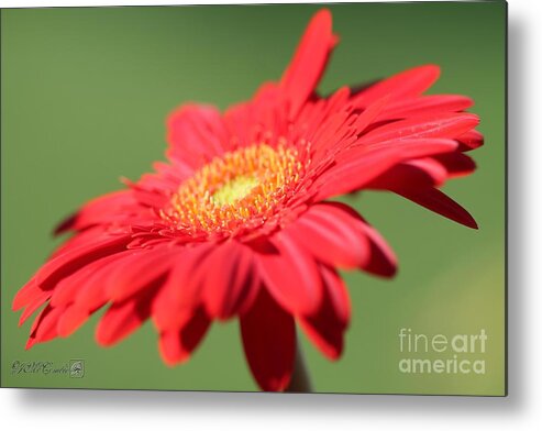 Mccombie Metal Print featuring the photograph Mega Revolution Scarlet Red with Light Eye Gerbera Daisy #5 by J McCombie
