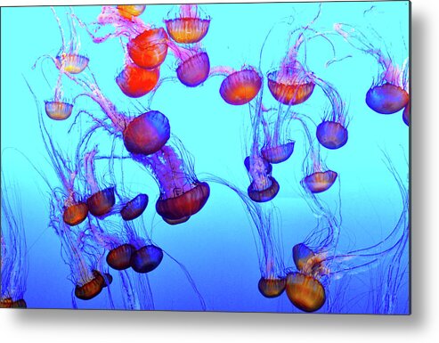 Monterey Bay Jellyfish Metal Print featuring the photograph Monterey Bay Jellyfish #2 by Barbara Snyder