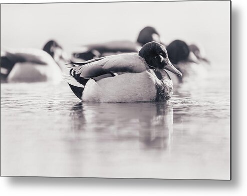 Duck Metal Print featuring the photograph Morning Swim #2 by Annette Bush