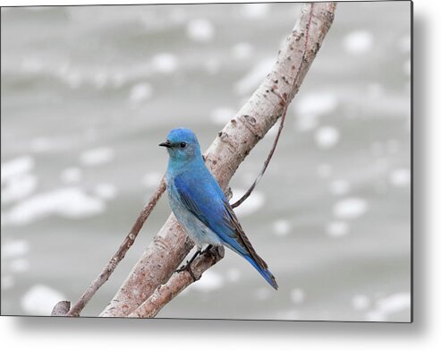 Bird Metal Print featuring the photograph Mountain Blue Bird #1 by Ronnie And Frances Howard