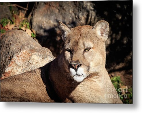 Full Metal Print featuring the photograph Mountain Lion #2 by Richard Smith