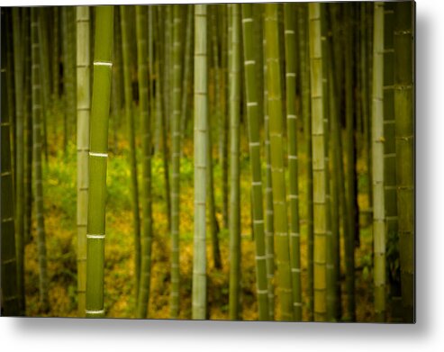 Bamboo Metal Print featuring the photograph Mystical Bamboo #1 by Sebastian Musial