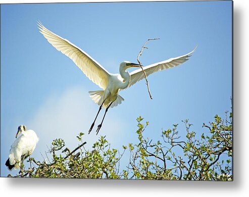 Egret Metal Print featuring the photograph Nest Building #1 by Kenneth Albin