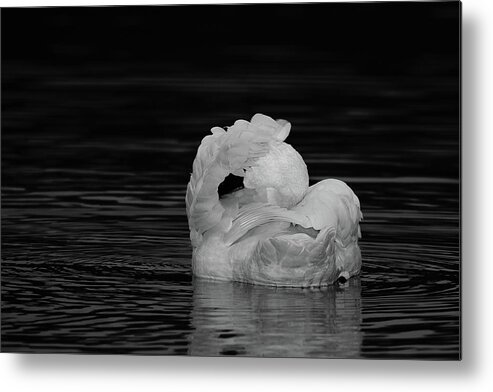 Swan Metal Print featuring the photograph No Pictures Please #2 by Eilish Palmer