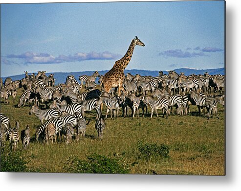 Africa Metal Print featuring the photograph Odd Man Out #1 by Michele Burgess