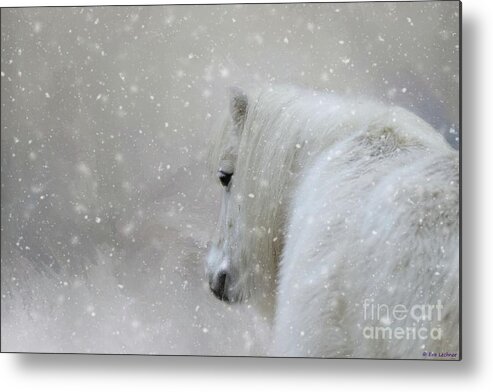 Shetland Poney Metal Print featuring the photograph On a Cold Winter Day by Eva Lechner
