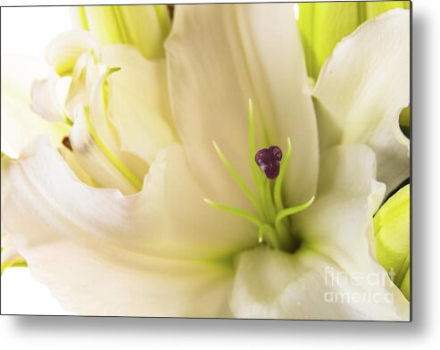 Alive Metal Print featuring the photograph Oriental Lily Flower #1 by Raul Rodriguez