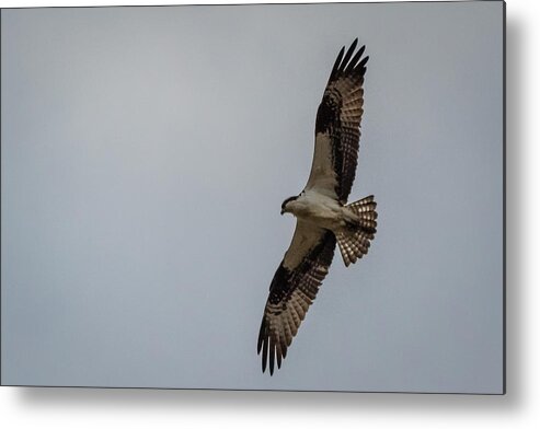 Aves Metal Print featuring the photograph Osprey in flight #1 by SAURAVphoto Online Store